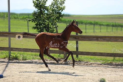 SF v. Cornut braun 21.04.43