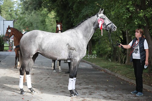 Siegerehrung Stutenleistung0099