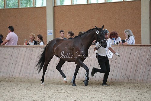 Freispringen 246