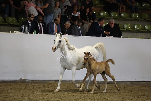 Asil Araber Festival538