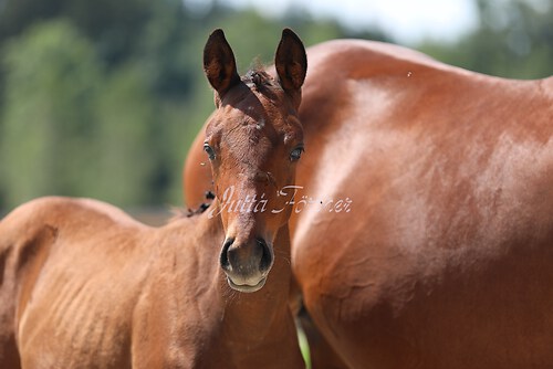 SF v. Cornut braun 21.04.33