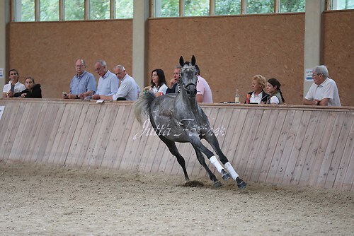 Freispringen 261