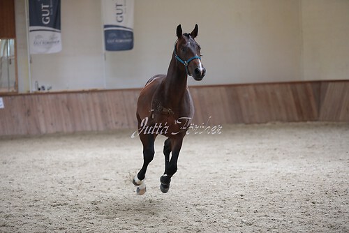 Stutenleistung0016