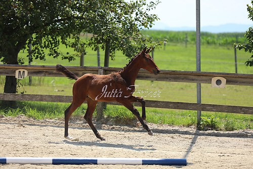 SF v. Cornut braun 21.04.42