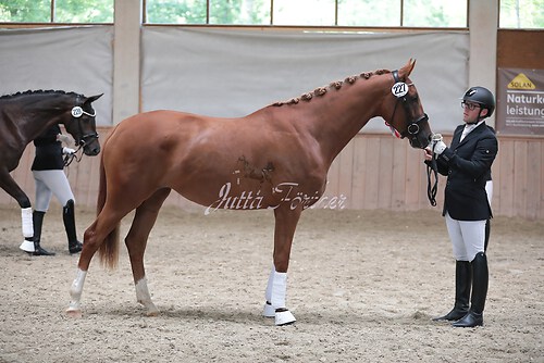 Siegerehrung Stutenleistung0034