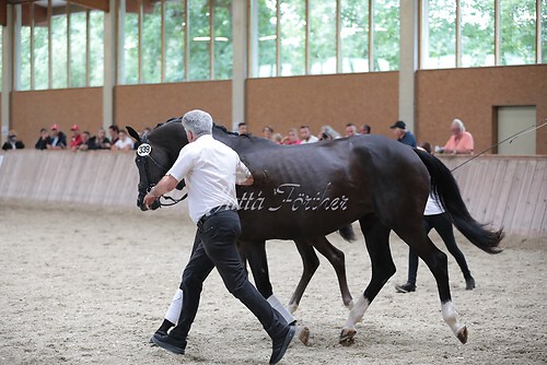 Freispringen 71