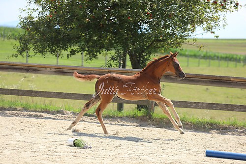 SF Sahara v. Zauberdeyk077