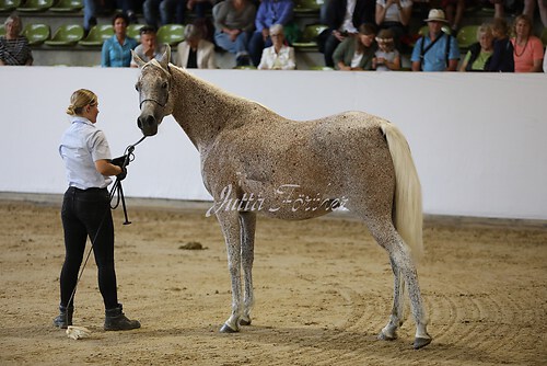 Asil Araber Festival301