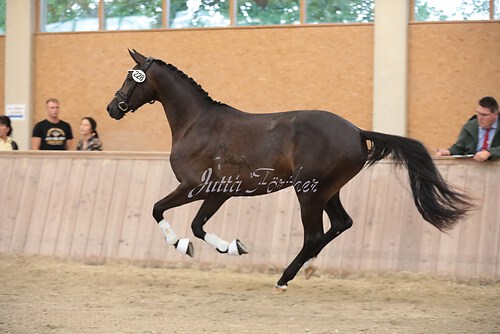 Italia M05