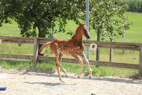 SF Sahara v. Zauberdeyk095