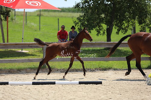 SF v. Cornut braun 21.04.01