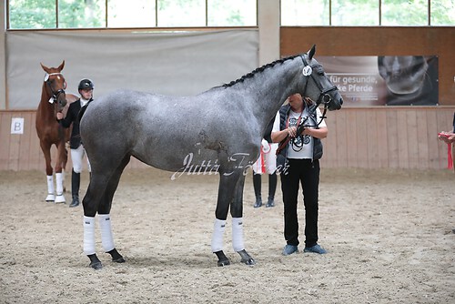 Siegerehrung Stutenleistung0046