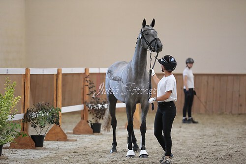 Pusteblume16