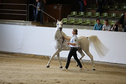 Asil Araber Festival159