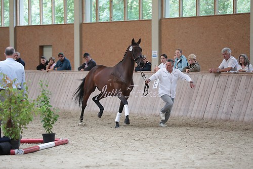 Freispringen 217