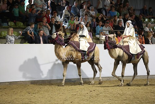 Asil Araber Festival565