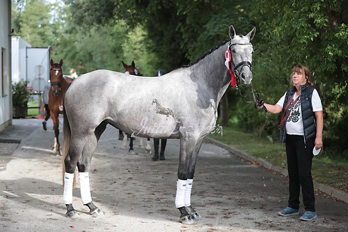 Siegerehrung Stutenleistung0096