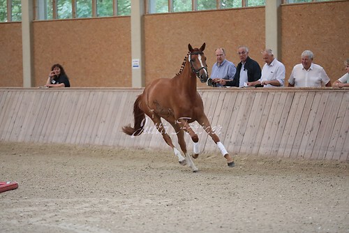 Freispringen 475