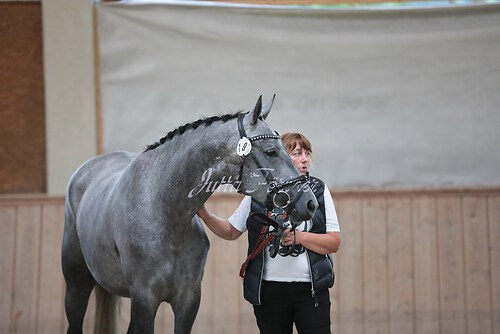 Siegerehrung Stutenleistung0009