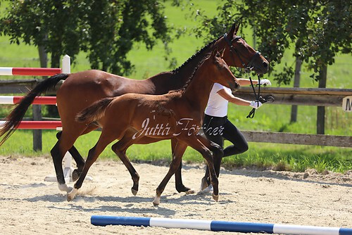 SF v. Cornut braun 21.04.16