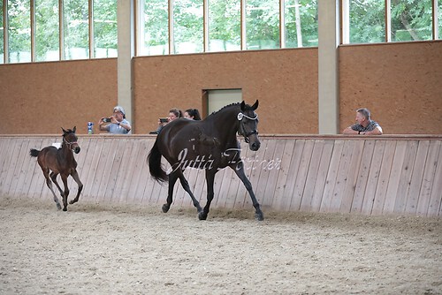 Freispringen 142