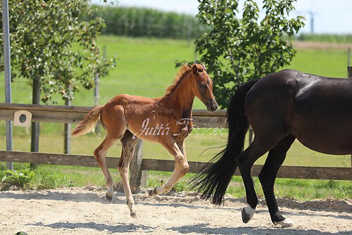 SF Sahara v. Zauberdeyk085