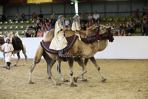 Asil Araber Festival571