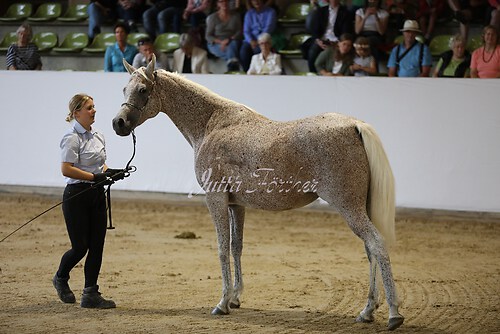 Asil Araber Festival298