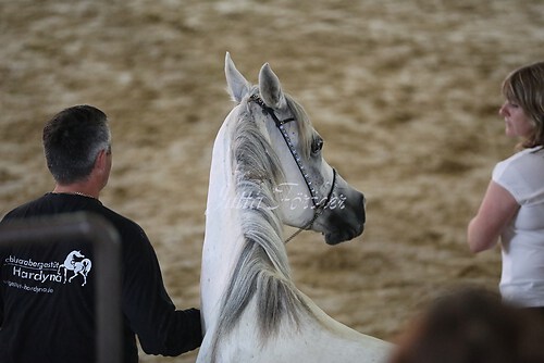 Asil Araber Festival074