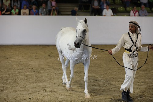 Asil Araber Festival450