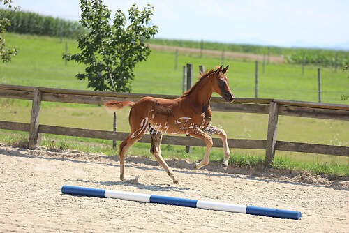 SF Sahara v. Zauberdeyk075