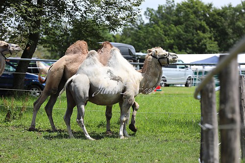 Asil Araber Festival108