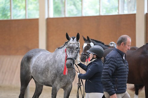 Siegerehrung Stutenleistung0149