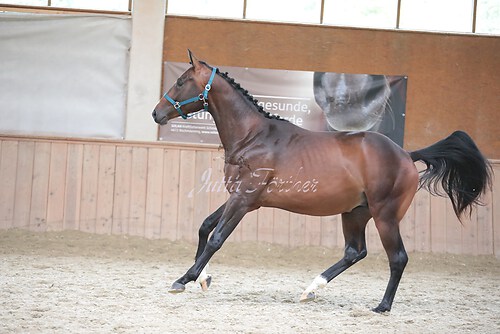Stutenleistung0022