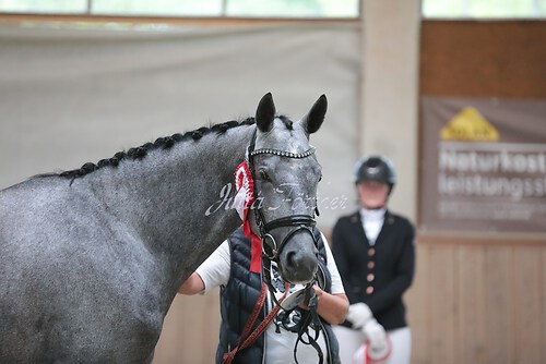 Siegerehrung Stutenleistung0056