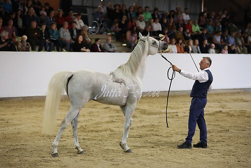 Asil Araber Festival224