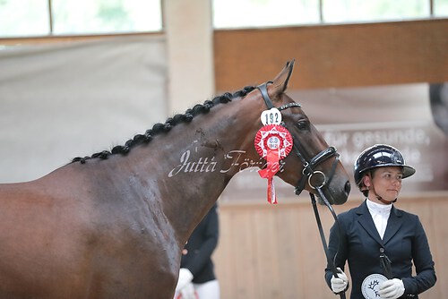 Siegerehrung Stutenleistung0076