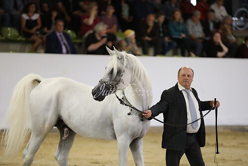 Asil Araber Festival187