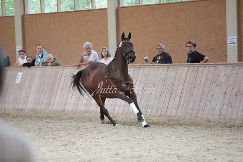 Freispringen 210
