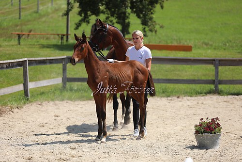 SF v. Cornut braun 21.04.50