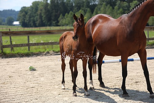 SF v. Cornut braun 21.04.30