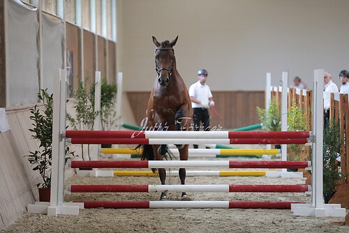 Freispringen 225