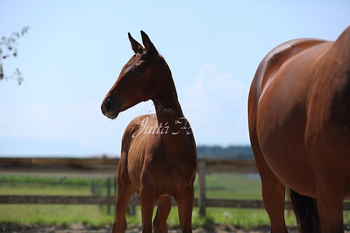 SF v. Cornut braun 21.04.27