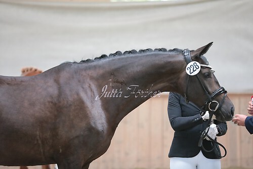 Siegerehrung Stutenleistung0039