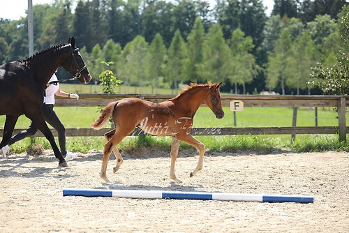 SF Sahara v. Zauberdeyk088