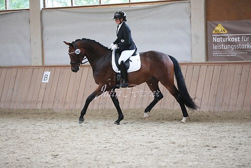 Stutenleistung0111