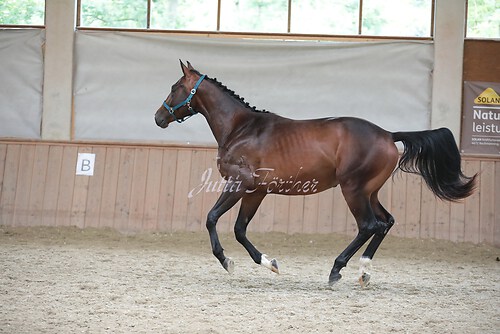 Stutenleistung0021