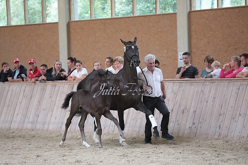 Freispringen 83