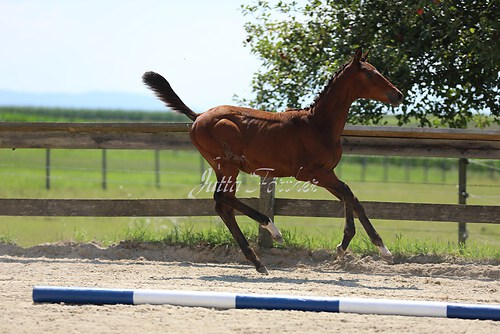 SF v. Cornut braun 21.04.38