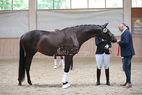 Siegerehrung Stutenleistung0037